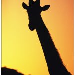 Girafa